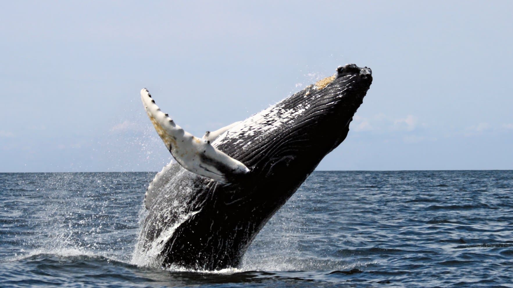 Whale Watching: Watsons Bay to Maroubra!!! 18km Medium