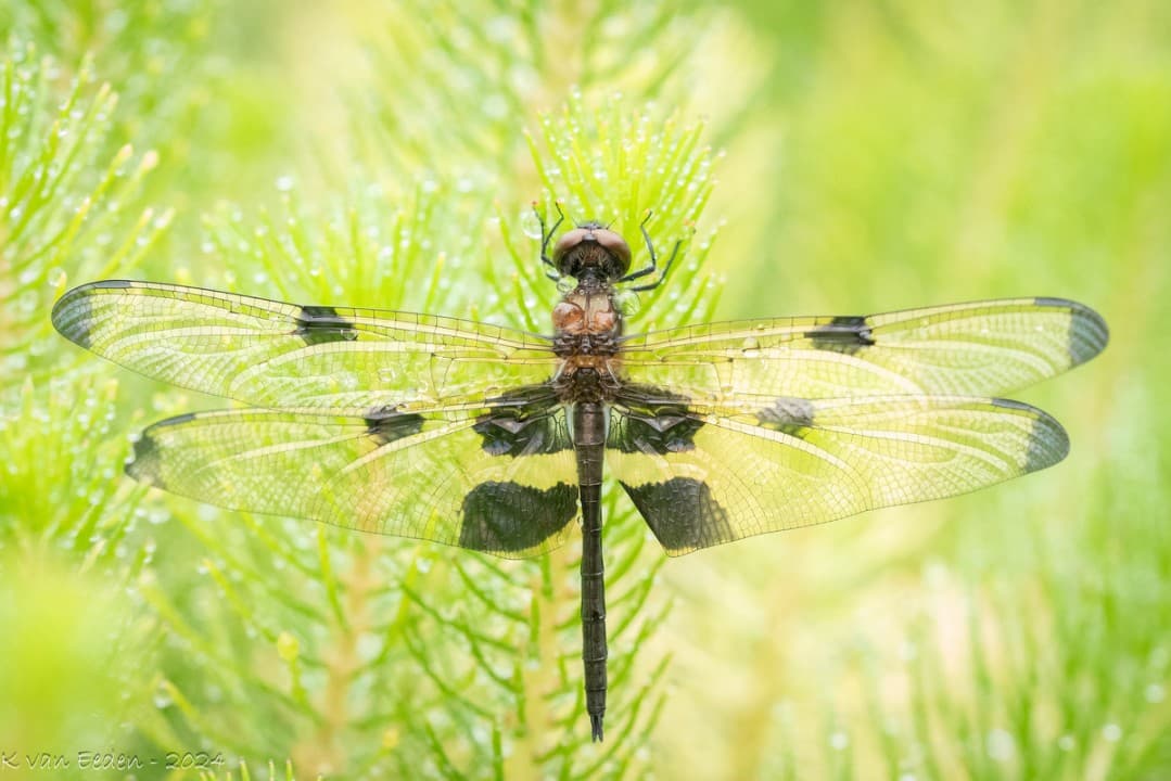 Macro at Mt Coot-tha Botanic Gardens