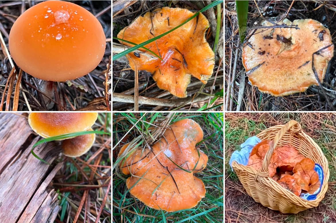 🍄🌲 Wild Mushroom Hunting @ Penrose & Belanglo State Forests🌲🍄‍🟫🌲🍄🌲🍄