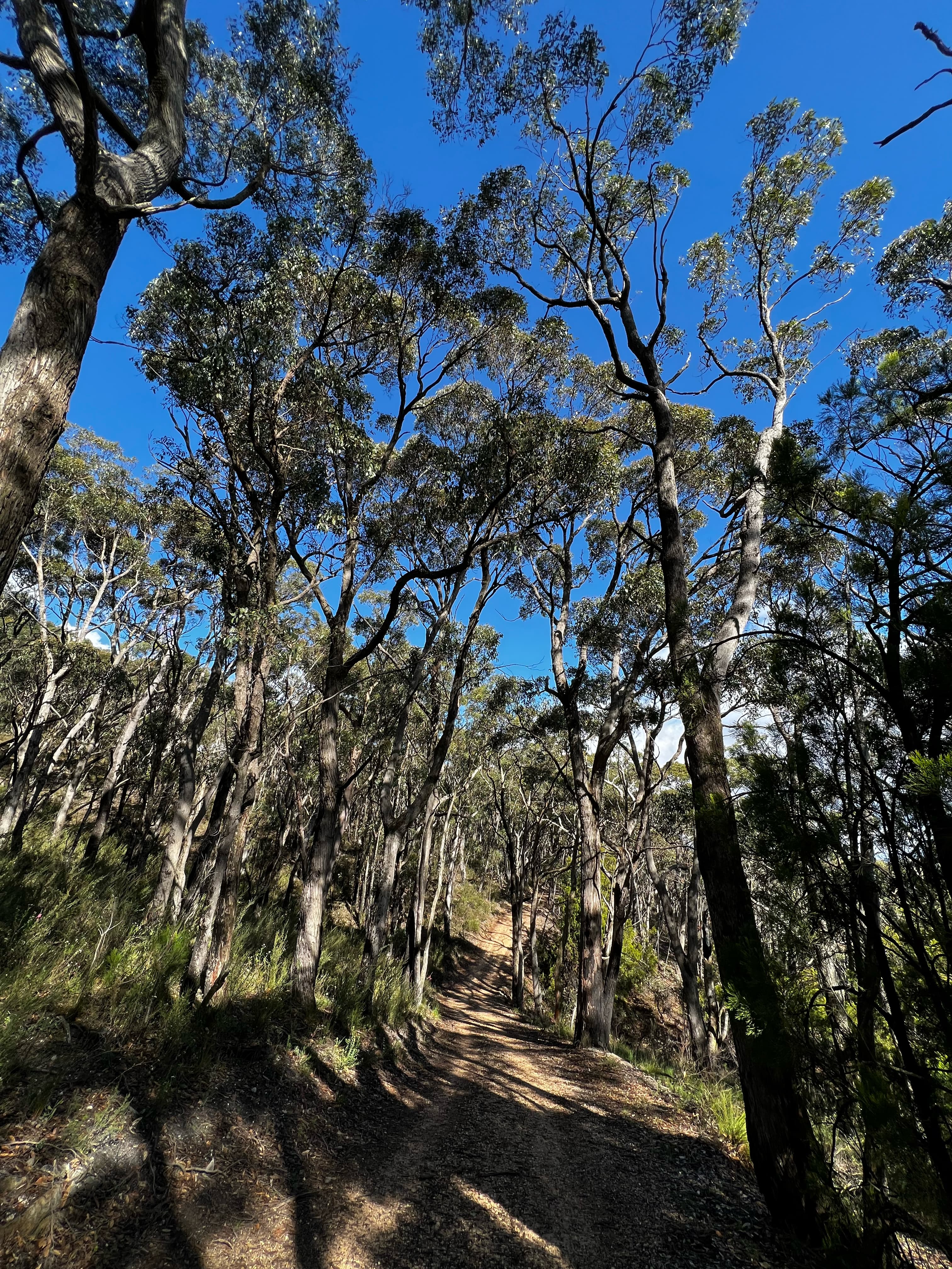 Crafers to Mt Lofty - Relaxed Sunday Hike with a bit of Adventure