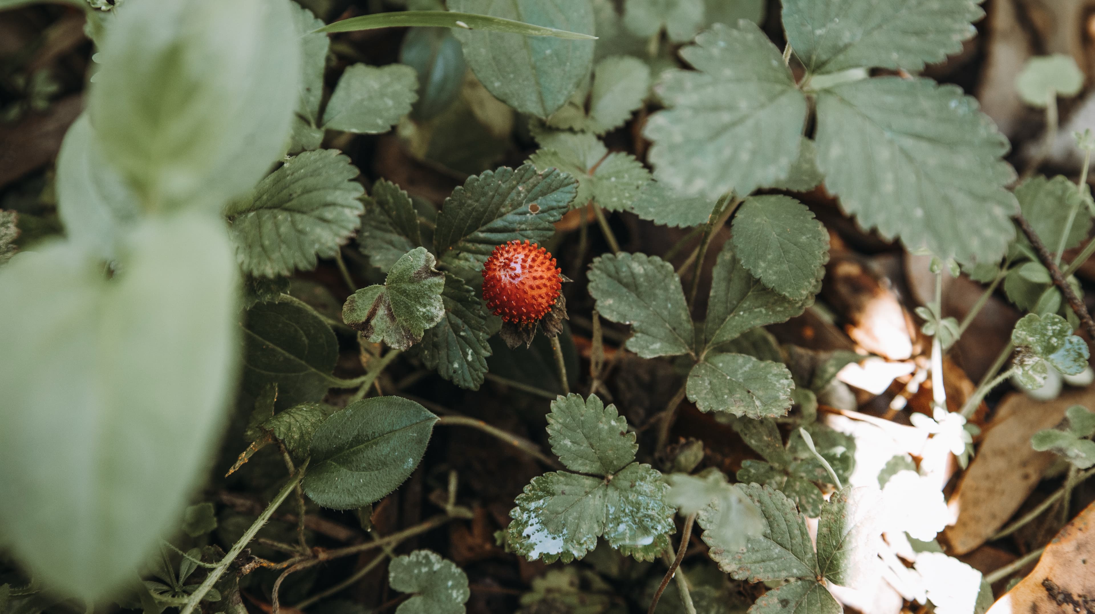 Garden Walk and Picnic Gathering