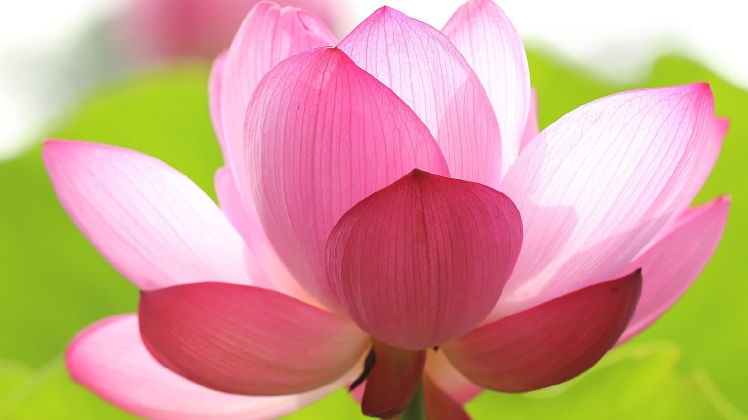Open Heart Meditation at the Lotus Centre