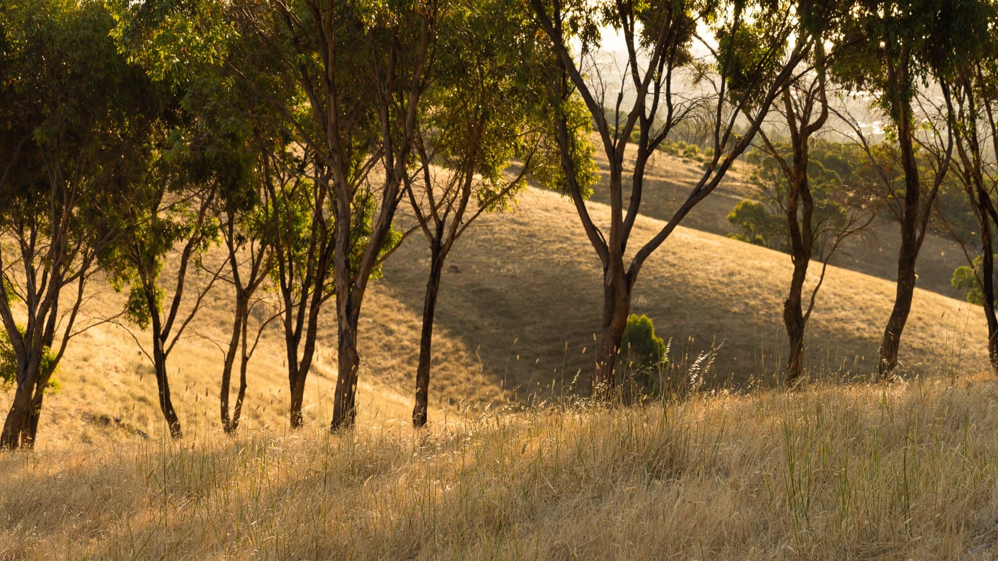 Willawilla - Friday Afternoon Walk - 4pm, 6.5km